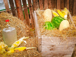 Melons, watermelons and corn lie on straw in a wooden box. Country still life.