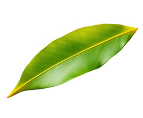 Obraz premium Single green leaf isolated on transparent background