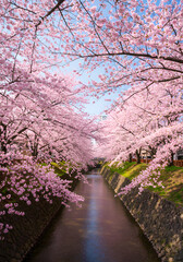 Fototapeta premium Pink cherry blossoms frame a tranquil canal, creating a picturesque springtime scene in Japan.