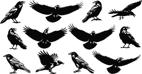Crow silhouette illustration, flying crow vector, black bird clipart, standing crow graphic, feather detail design, spooky raven pose, wildlife art