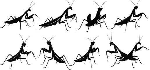 Praying mantis silhouettes, eight poses, insect anatomy, triangular head, grasping forelegs, predatory stance, side view, black figures, nature theme, bug design