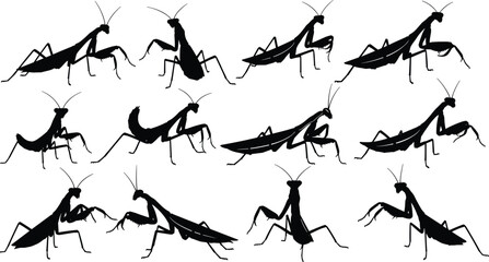 Praying mantis silhouettes, twelve poses, insect design, black shapes, white background, predator bug, mantis movement, nature theme, entomology art, mantis anatomy