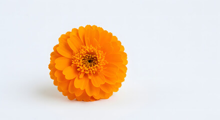 Vibrant Orange Marigold on White Background PNG