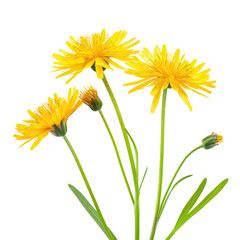 Yellow Dandelions Bouquet, Spring Meadow, Nature Photography, Greeting Card