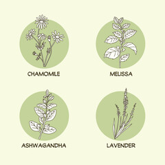 Herbs icons set. Botanical drawings of Chamomile, Melissa, Ashwagandha and Lavener in simple minimalistic outlines. Vector illustrations.