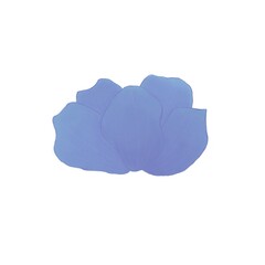 Flowers blue and purple 