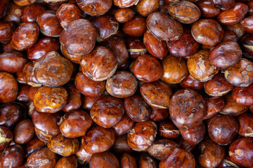 Closeup of fresh brown jengkol seeds, exotic Asian vegetable used in traditional cooking, market stalls, and healthy recipes.