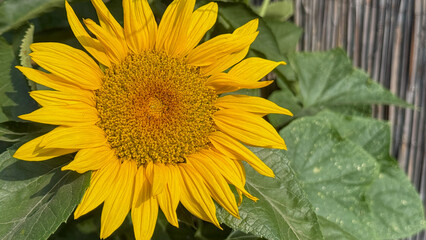 Golden sunflower basking in sunlight, exuding warmth of Midsummer Solstice, symbolizing joyous growth, Helianthus dreams