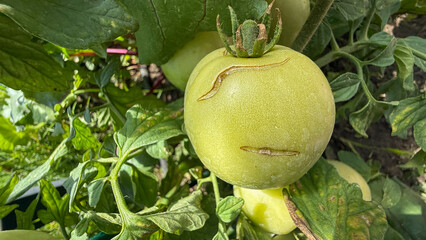Emerald tomato with peculiar scars, whispering ancient garden tales, evokes Midsummer festival, celebrating verdant growth and renewal