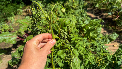 Hand tending wilting tomato plant, urban garden resilience, green thumb whispers, organic farming revival, Earth Day celebration joy