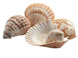 Fresh cockles open shells isolated on transparent background