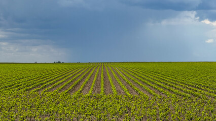 Vast vineyard stretching under brooding skies, echoing Bacchanalia's spirit and Ludi Florales'...