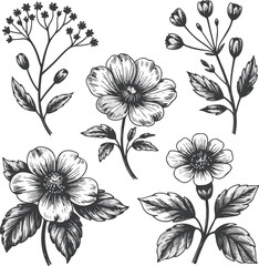 Vintage botanical illustration of five delicate flowers and sprigs