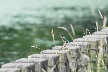 獲物を狙うカワセミ