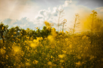field of yellow flowers