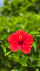 Obraz premium red hibiscus flower in garden