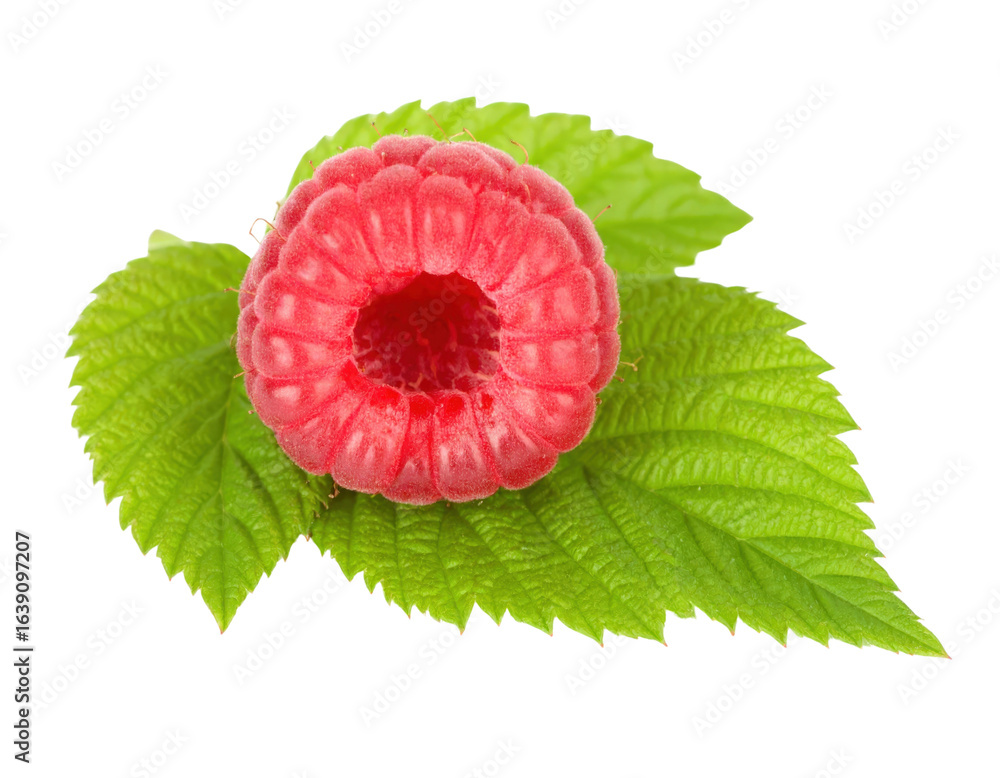 Poster a single ripe red raspberry with a fuzzy texture and hollow core resting on two vibrant green leaves
