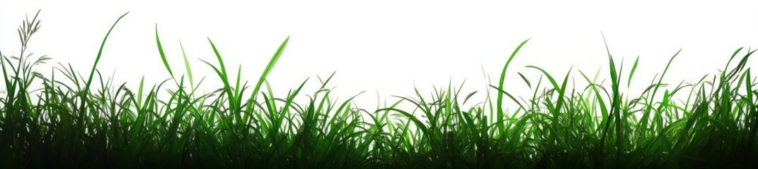 Obraz premium Close-up view of fresh green grass blades isolated on white background