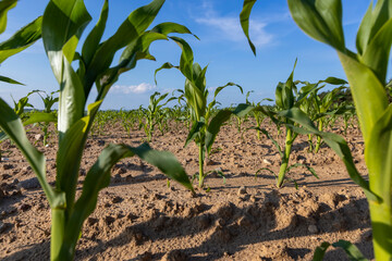 crop of corn in summer on fertile soil in the field , subsistence farming, a field with green corn sprouts against a blue sky