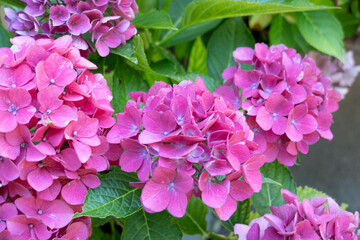 Leuchtend pinke Hortensienblüten in voller Blüte