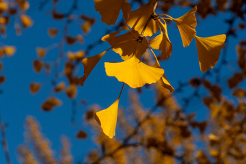 yellow ginkgo leaves look orange in the setting sun in Saitama prefecture, Japan.