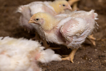 a poultry farm where chickens are raised to produce meat products, close up, side view