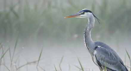 Obraz premium Graceful Heron in Misty Marsh PNG