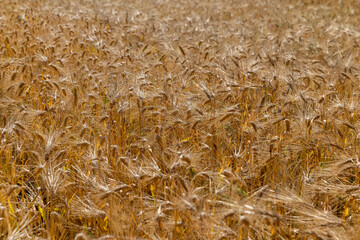 field with golden ripe cereals in the summer, ready-to-harvest yellow cereals in a field in eastern Europe
