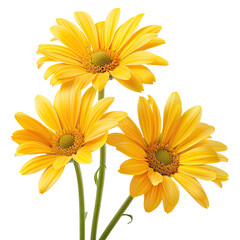 Naklejka premium Yellow gerbera daisies bouquet, close-up, studio shot, black background, greeting card