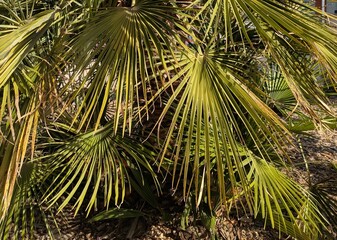 Vacaciones de verano. Fondo de hojas de la palma en jardín 