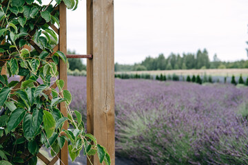 Close-up of green vine leaves climbing a wooden trellis with a blurred lavender field . Lavender fields as eco-tourism destinations, flower field tourism, sustainable travel, nature escape...