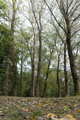park during the autumn , yellow foliage of different trees in the autumn