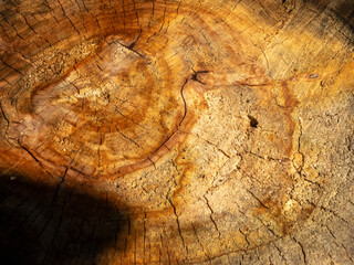 A detailed close-up of an old tree stump
