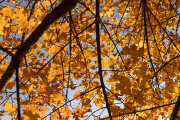 yellow trees in the autumn , colorful foliage on the branches of trees before falling before the fall