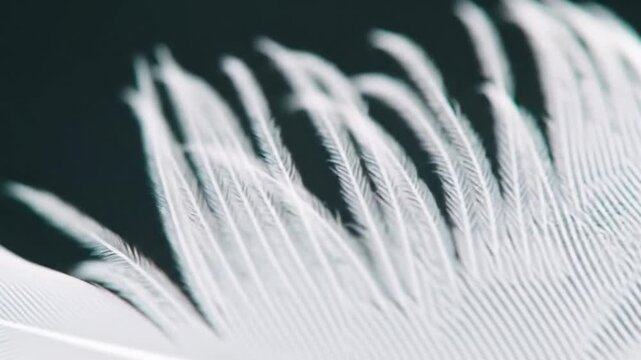 Delicate white feather details against a dark background, showcasing the intricate structure and soft texture of avian plumage.