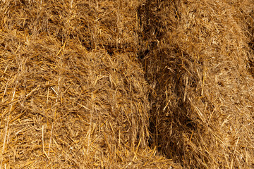 stacks and left on the field for storage, yellow wheat straw used in agriculture and animal...