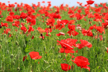 A flower field in early summer.
