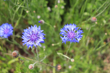 Fototapeta premium A flower field in early summer.