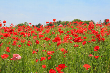 A flower field in early summer.