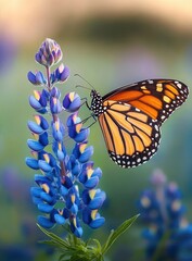 Obraz premium vibrant orange and black butterfly perched delicately on a tall blue and yellow lupine flower with soft blurred background