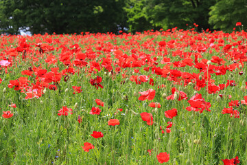 A flower field in early summer.
