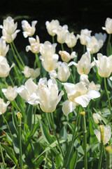 With their vibrant, cup-shaped flowers and graceful stems, tulips add color to gardens and bouquets...