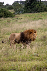 Male lion walking through grass in South Africa
