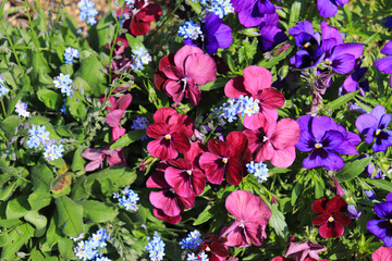 A flower field in early summer.