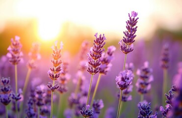 Obraz premium Close-up of vibrant lavender flowers blooming at sunset with warm golden light and soft background bokeh