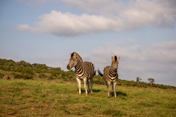 Two zebras standing alert in the African wilderness, South Africa © Amber Romee