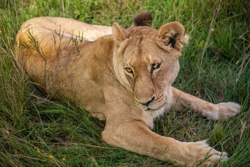 Obraz premium Lioness resting in tall grass at night under the African sky, South Africa