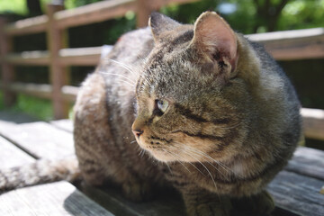 Cat's perspective / 猫の目線，ネコの視線(茶トラねこ，こげ茶，野良猫) - 横から撮り