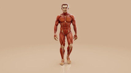 Conceptual 3D illustration of a man's anatomy