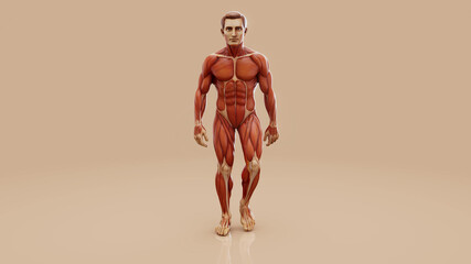 Conceptual 3D illustration of a man's anatomy